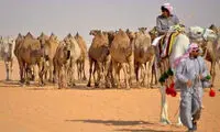 عکس: ملکه زیبایی شتر ها در عربستان!