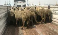 ماجرای گوسفند‌های دم‌دراز وارداتی
