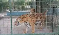 کشف چهار جمجمه ببر در باغ وحش مشهد