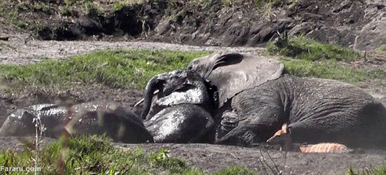 هجوم مرگبار گله برای نجات بچه فیل +عکس