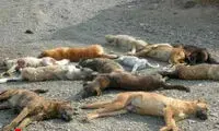 سگ کشی بی رحمانه در تبریز +عکس