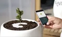 زندگی پس از مرگ به شکل یک درخت!