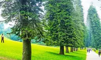حل معمای رشد کج درختان کاج
