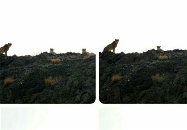 رخ نمایی ۳ یوزپلنگ بالغ در پارک ملی توران