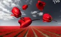 زیبایی گل ها در گرانش صفر