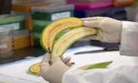 میوه‌ای اصلاح‌شده برای جلوگیری از مرگ کودکان