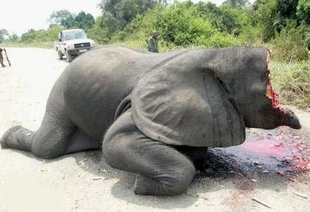 کشتار بیرحمانه فیل ها در زیمباوه +عکس