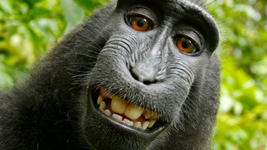 جنجال سلفی یک میمون در ویکی‌ پدیا +عکس