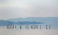بازگشت فلامینگو‌ها به دریاچه ارومیه
