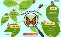 اینفوگرافی: پروانه‌ها در تهران چه می‌کنند؟