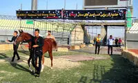 عکس: جشنواره زیبایی اسب عرب