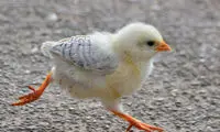 بچه های حیوانات‎