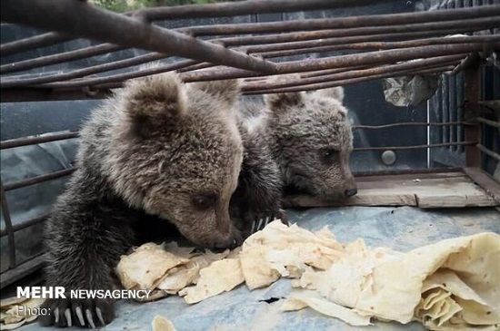 تحویل ۲قلاده توله خرس قهوه‌ای به محیط زیست
