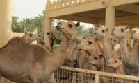 جوسازی علیه شتر‌هایی که به فارس نیامدند