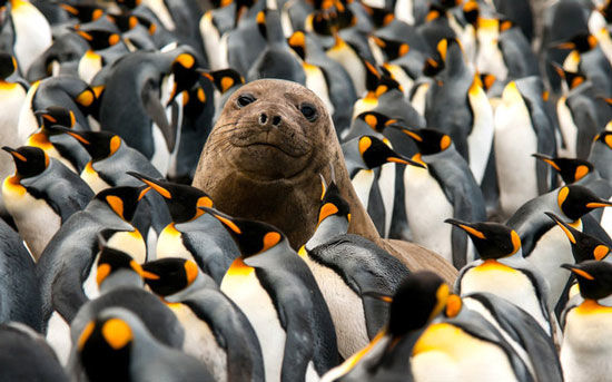 عکس یادگاری با پنگوئن ها