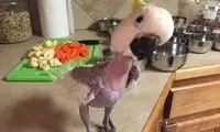 طوطی افسرده، مجبور است ژاکت بپوشد!
