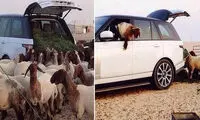 تبدیل خودرو نیم میلیاردی به آغل! +عکس