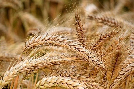 قیمت گندم، یکساله ۳۲.۵درصد افزایش یافت