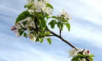 عکس: شکوفه‌های سیب در استان اصفهان