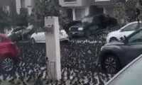 یک خیابان در تسخیر هزاران پرنده مرموز