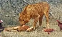 رقابت عقاب، لاشخورها و شیرها بر سر لاشه ایمپالا