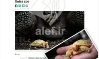 تولد بچه لاک‌پشت زال برای نخستین بار در جهان