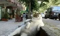گربه ای که جاودانه شد!