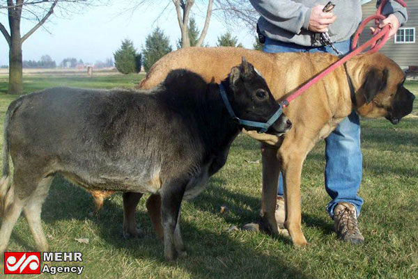 گاوهای مینیاتوری که از سگ‌ها هم کوچک‌ترند!