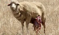 شوخی‌های جالب شبکه‌های اجتماعی؛ سرمایه گذاری در ایران