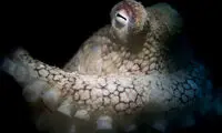 عکس روز نشنال جئوگرافیک؛ من رو نمی بینی