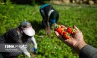 برداشت ملکه میوه‌ها از مزارع کردستان