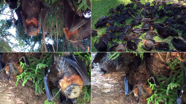 مرگ صدها خفاش بر اثر گرمای شدید هوا در استرالیا