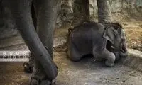 بچه فیل ۲۳روزه باغ وحش ارم