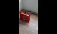 نجات یک روباه گیرافتاده در برف در استادیوم آزادی