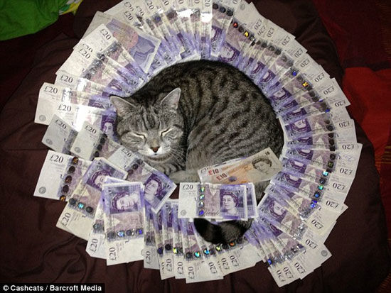 پولدارترین گربه‌های جهان! +عکس