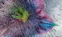عکس: غنچه هایی که یخ زده لبخندشان