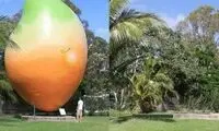 انبه 7 تنی در استرالیا دزدیده شد +عکس