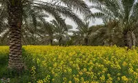 مزارع چشم‌نواز کُلزا
