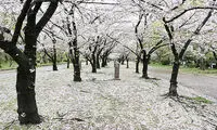 هانامی (花見)؛جشن رویایی ژاپنی ها+عکس