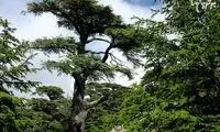 سدرهای لبنان، یکی از باشکوه‌ترین درختان جهان