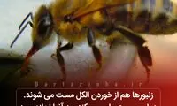 دانستنی‌های جالب؛ از شیطان های تاسمانتی تا زنبورهای مست!