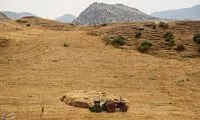 برداشت گندم به روش سنتی در ایذه