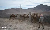 خود اشتغالی با پرورش شتر