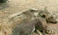 تلف شدن توله خرس قهوه‌ای نیمه‌جان قبل از مداوا