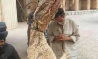 صدور حکم قاتلان بزمجه غول‌ پیکر