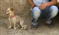 تفریح خبرساز این روزهای پایتخت نشینان