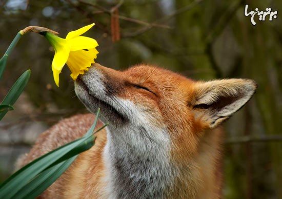 تصاویر زیبا از بوییدن گلها توسط حیوانات!