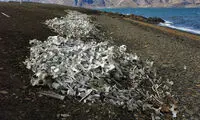 قبرستان نهنگ ها در نروژ +عکس