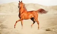 چرا هرکسی نمی‌تواند سوار اسب عرب شود؟