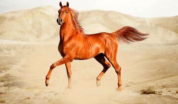چرا هرکسی نمی‌تواند سوار اسب عرب شود؟